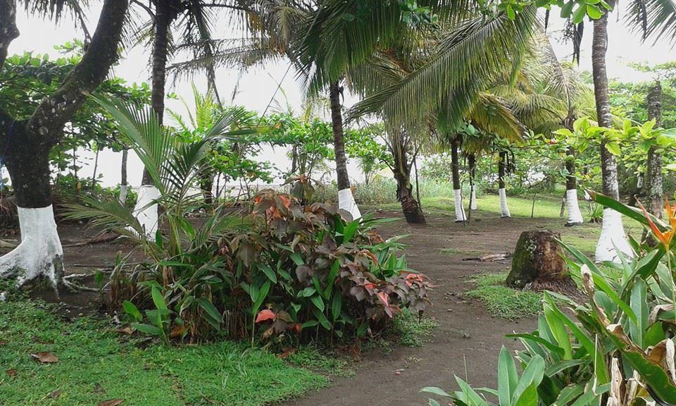Cabinas Balcon Del Mar Tortuguero Εξωτερικό φωτογραφία