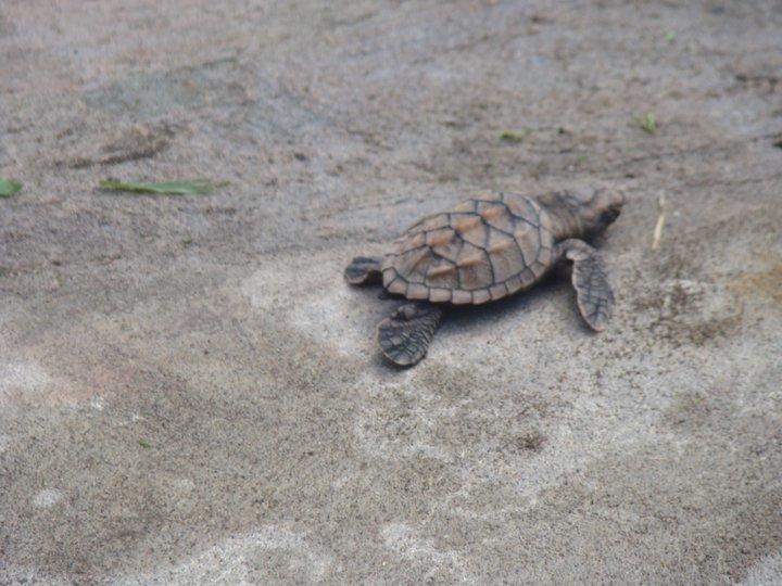 Cabinas Balcon Del Mar Tortuguero Εξωτερικό φωτογραφία
